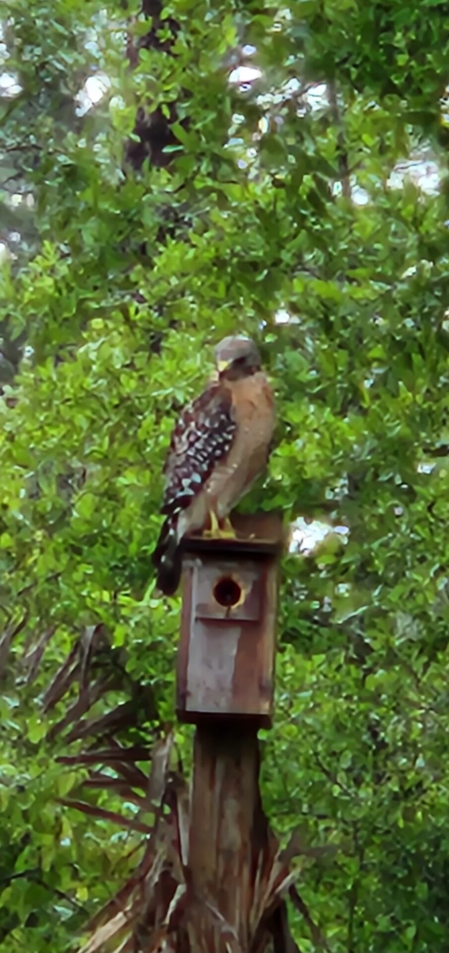 Hawk keeps watch on a rainy day in Palm Cay Hawk keeps watch on a rainy day in Palm Cay