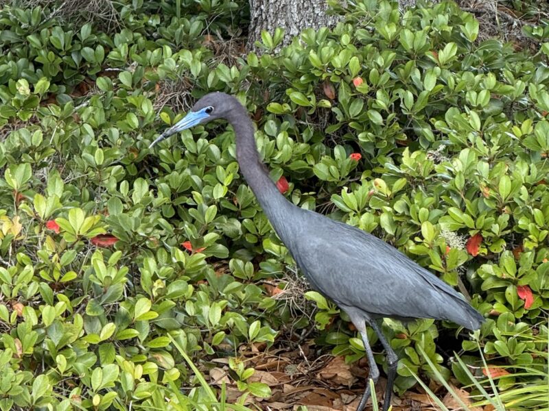Little blue heron strolls through landscaping at Park View Commons in Ocala