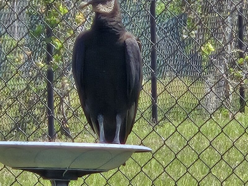 Local vulture stops by for daily drink in Silver Springs Shores