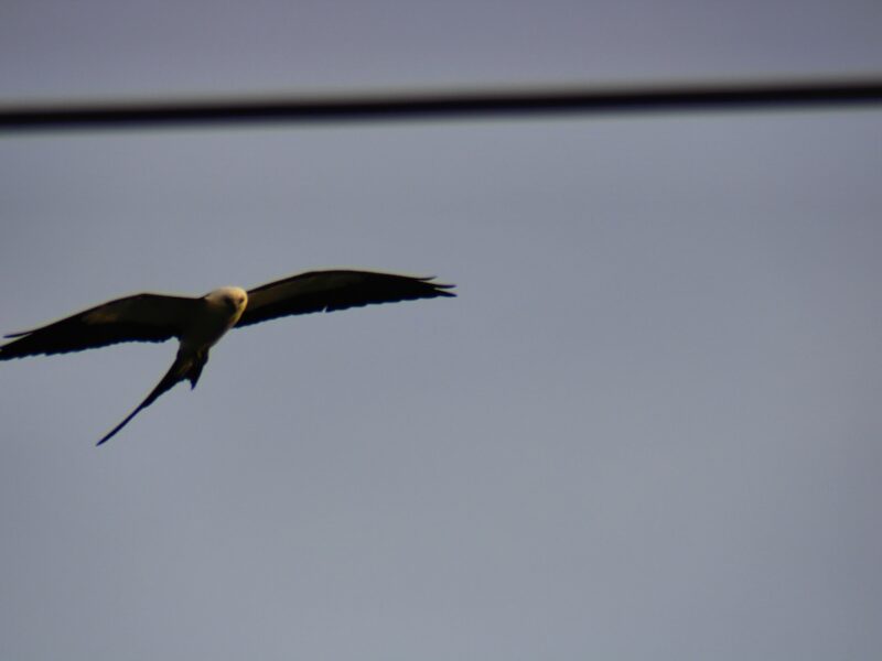 Majestic eagle glides through Ocala sky