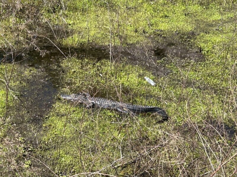 Momma gator keeps watch over her young at Inverness park