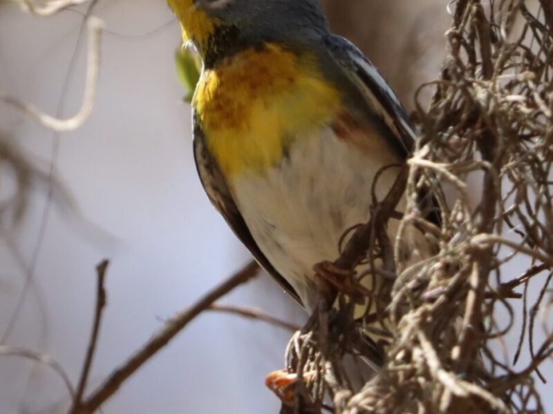 Northern parula spotted during spring migration