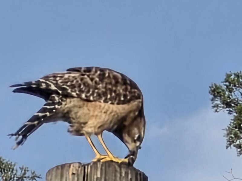 Red-shouldered hawk enjoys a morning meal near Ward Highlands Elementary