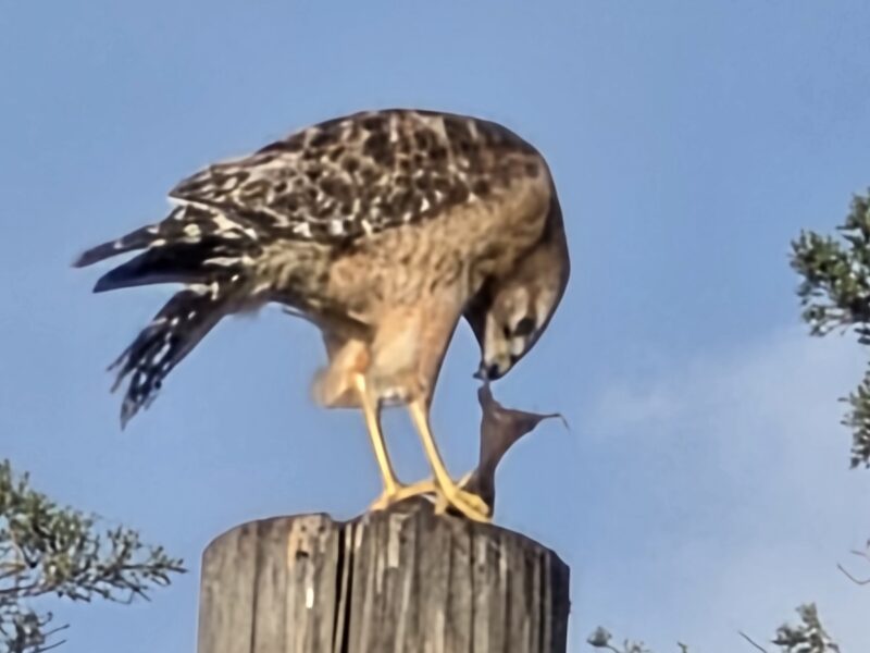Red-shouldered hawk spotted dining near Ward-Highlands Elementary