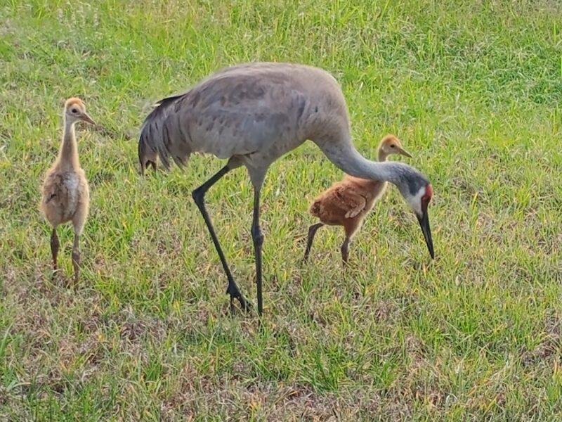 Sandhill crane and chicks take daily stroll in Silver Springs Shores