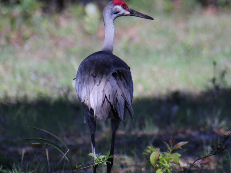 Sandhill crane spotted strolling through NE Ocala yard