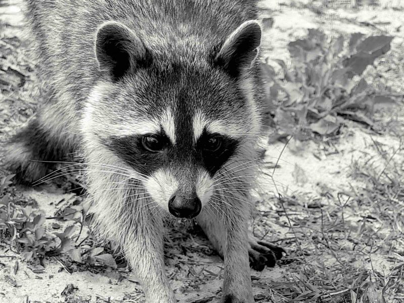 A raccoon in the wild in April 2026