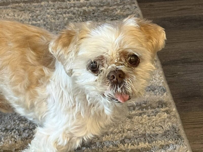 Apollo the dog is missing
