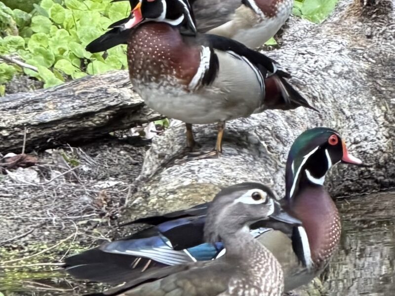 Colorful wood ducks gather along Silver Springs shoreline