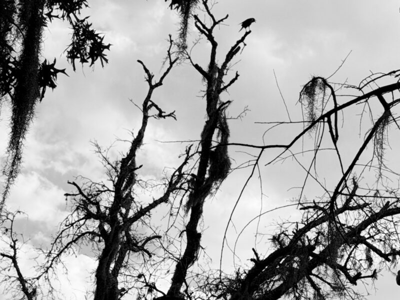Crow watches over decaying tree in Orange Blossom Hills