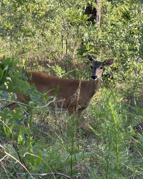 Curious deer pauses along trail at Ross Prairie State Forest