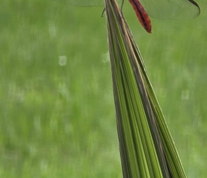 Dragonfly pauses atop palm frond in Ocala