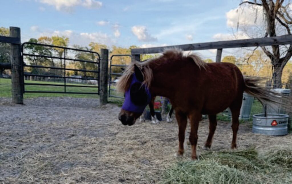 Frisky the mini horse