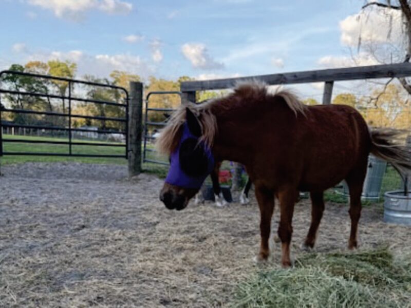 Ocala couple seeking final approval to keep mini horses on 1.54-acre property