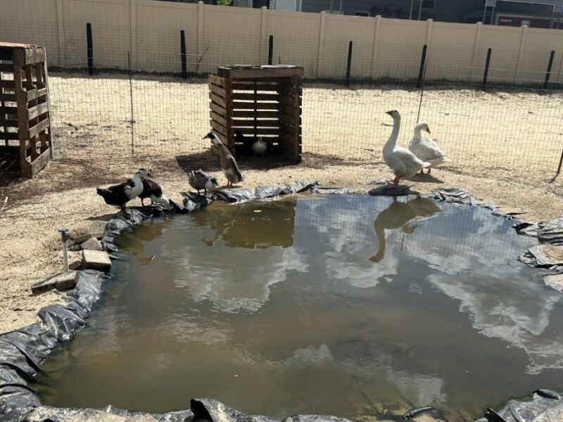 Geese at the property in Dunnellon