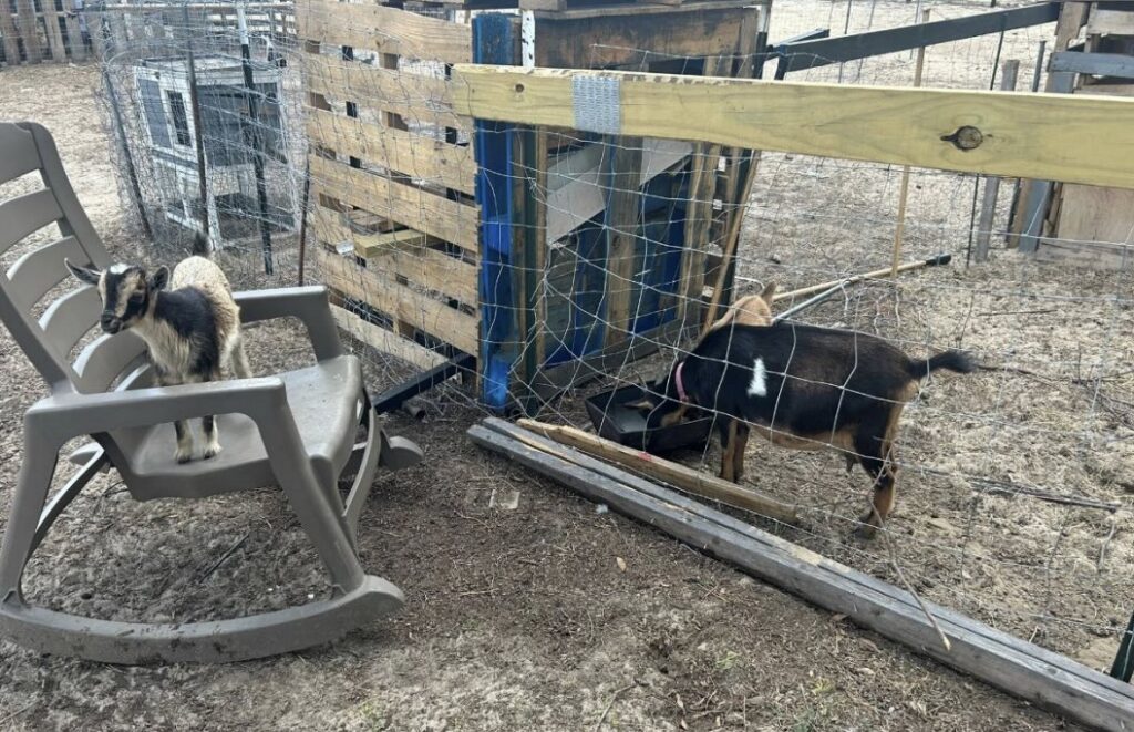 Goats at the property in Dunnellon