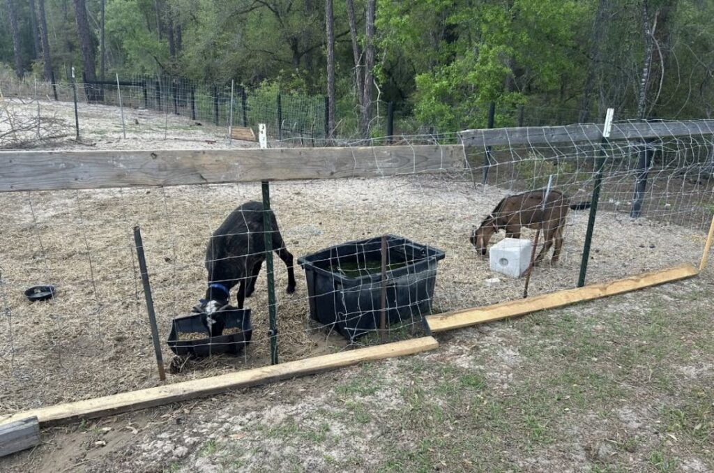 Goats at the property in Dunnellon 2