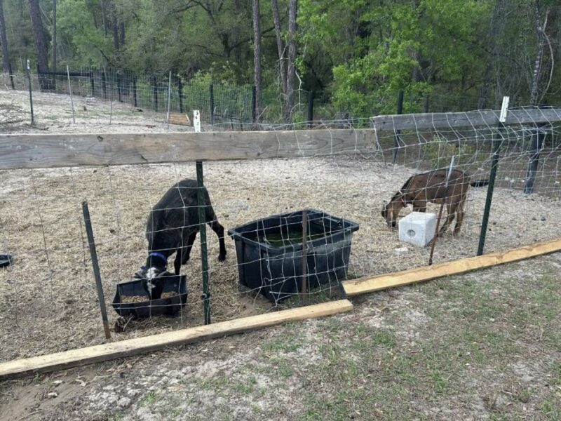 Goats at the property in Dunnellon 2