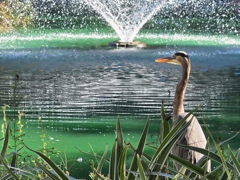 Great blue heron pauses by peaceful pond at Sholom Park