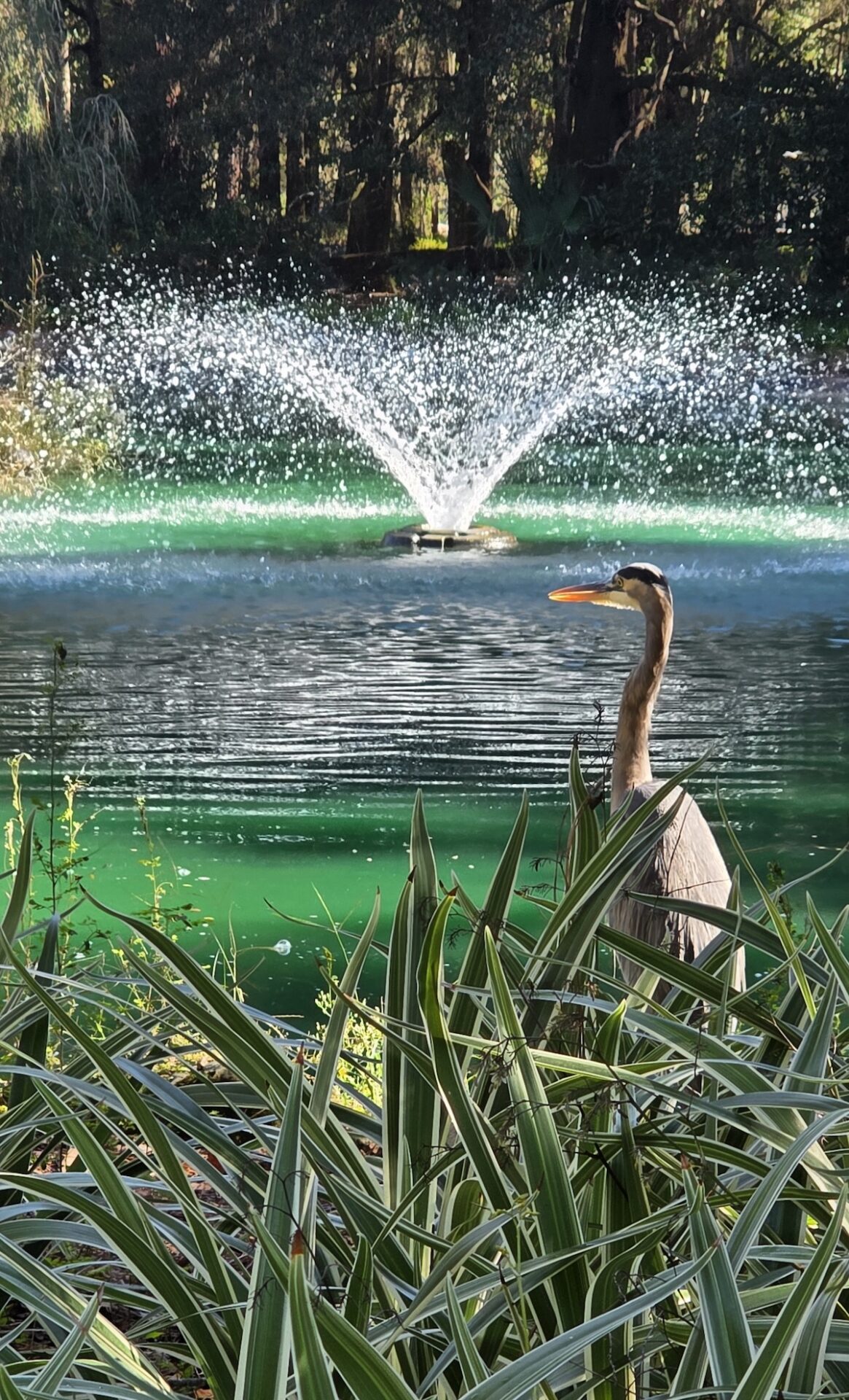 Great blue heron pauses by peaceful pond at Sholom Park Great blue heron pauses by peaceful pond at Sholom Park
