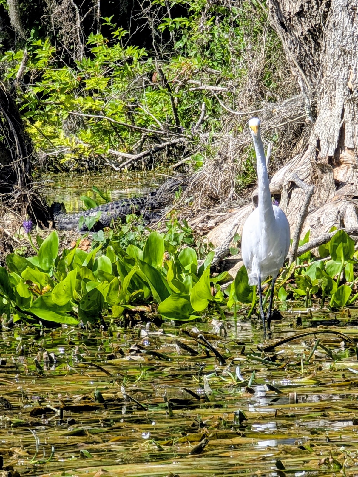 Great egret stands watch as alligator lurks nearby at Silver Springs State Park Great egret stands watch as alligator lurks nearby at Silver Springs State Park
