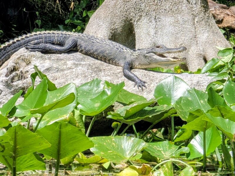 Happy little gator lounges at Silver Springs State Park