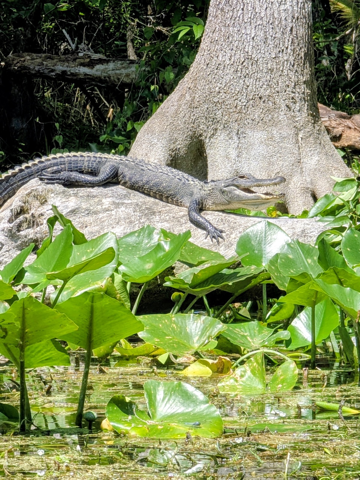 Happy little gator lounges at Silver Springs State Park Happy little gator lounges at Silver Springs State Park