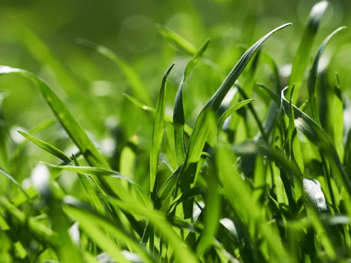 Woman sues Ocala homeowners after falling into hidden, grass-covered trench