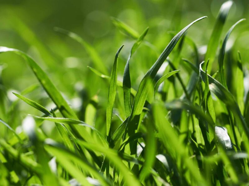 Long overgrown grass in a yard