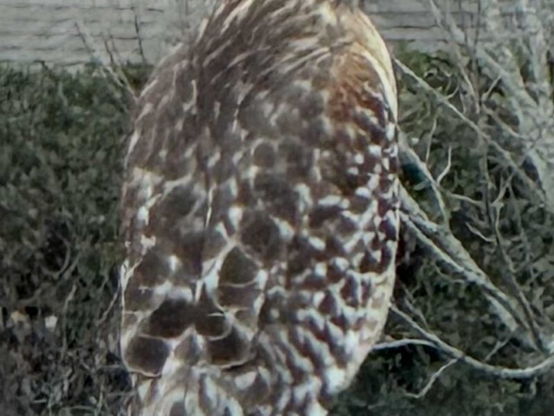 Majestic red-shouldered hawk perched in Southwest Ocala