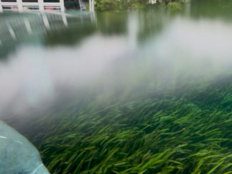 Manatee glides beneath glass bottom boat at Silver Springs State Park