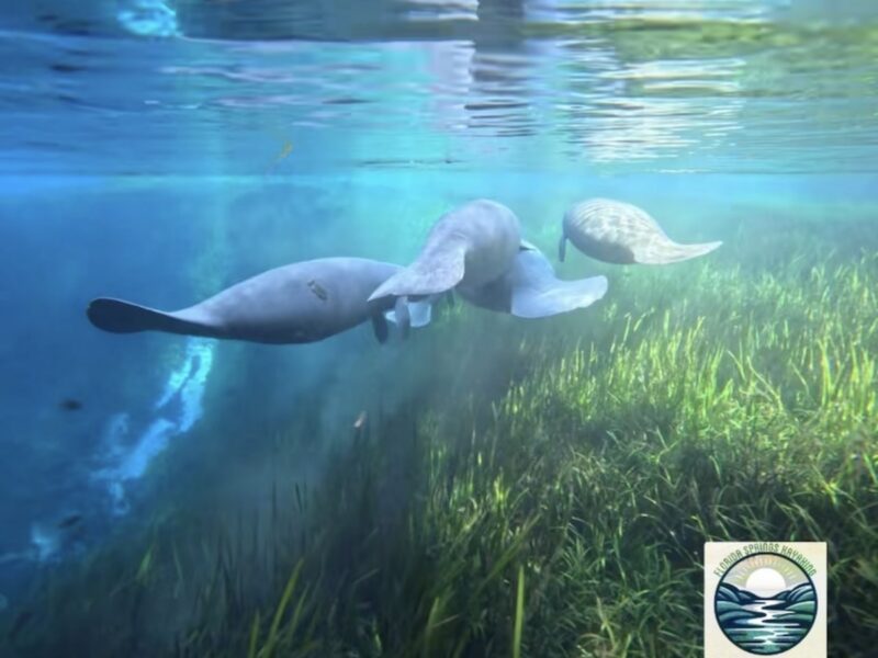 Manatees underwater in Silver River