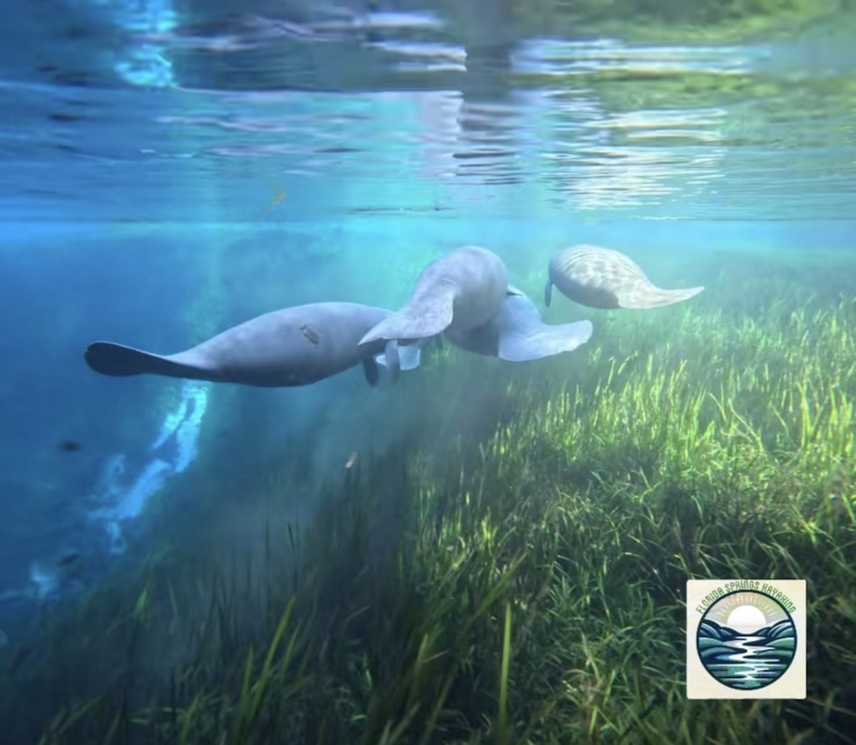 Manatees underwater in Silver River Manatees underwater in Silver River
