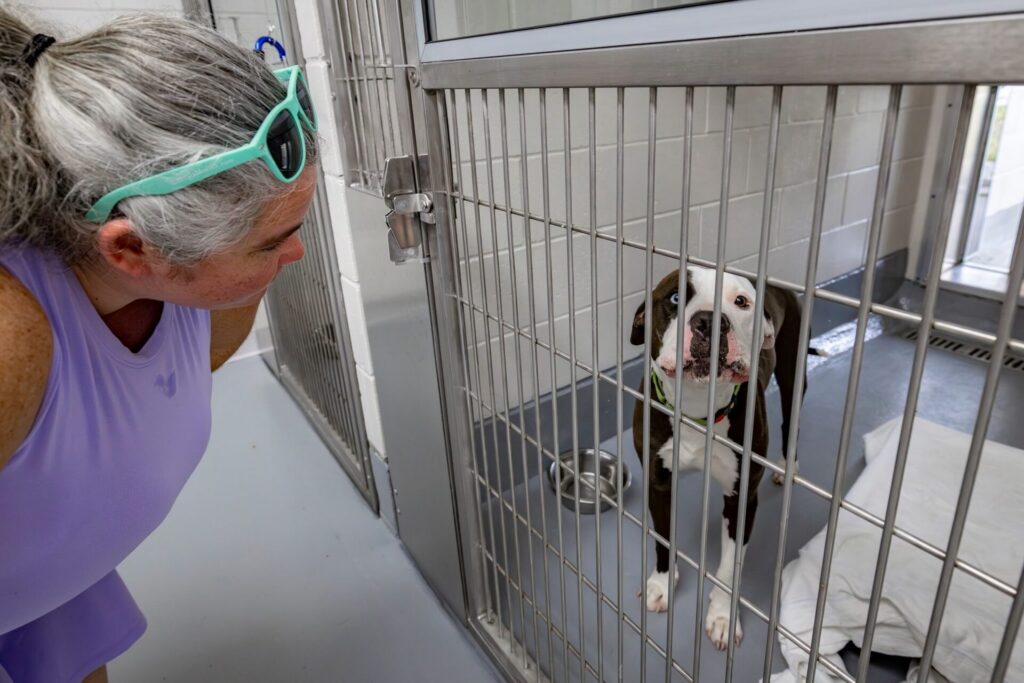 One of the dogs at the Marion County Animal Services center
