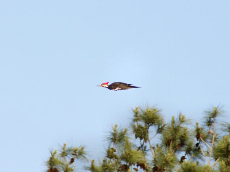 Pileated woodpecker caught soaring across Ocala sky