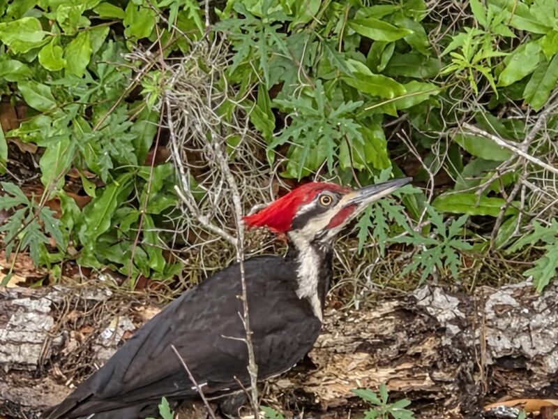 Pileated woodpecker enjoys breakfast after Anthony storm