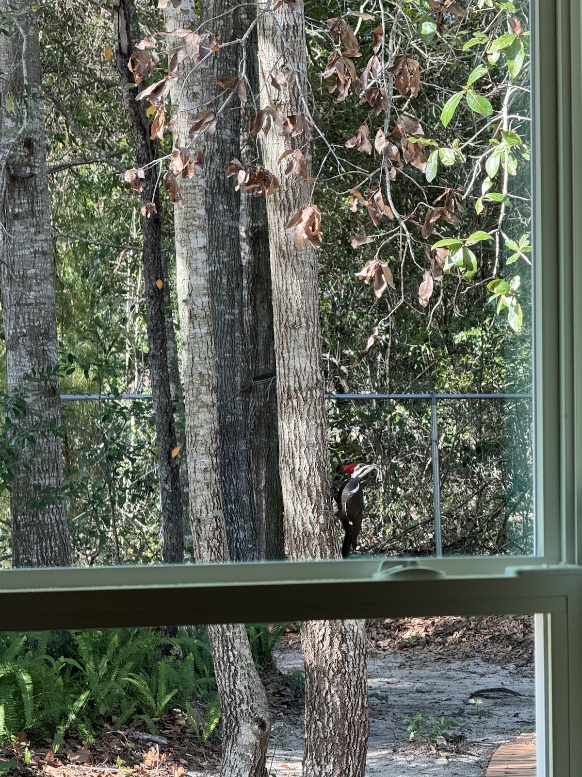 Pileated woodpecker spotted tapping at window in NW Ocala Pileated woodpecker spotted tapping at window in NW Ocala