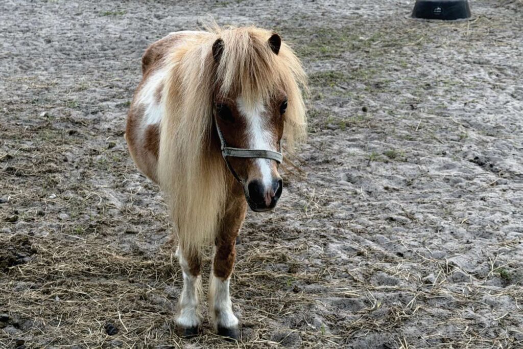 Poppins the mini horse