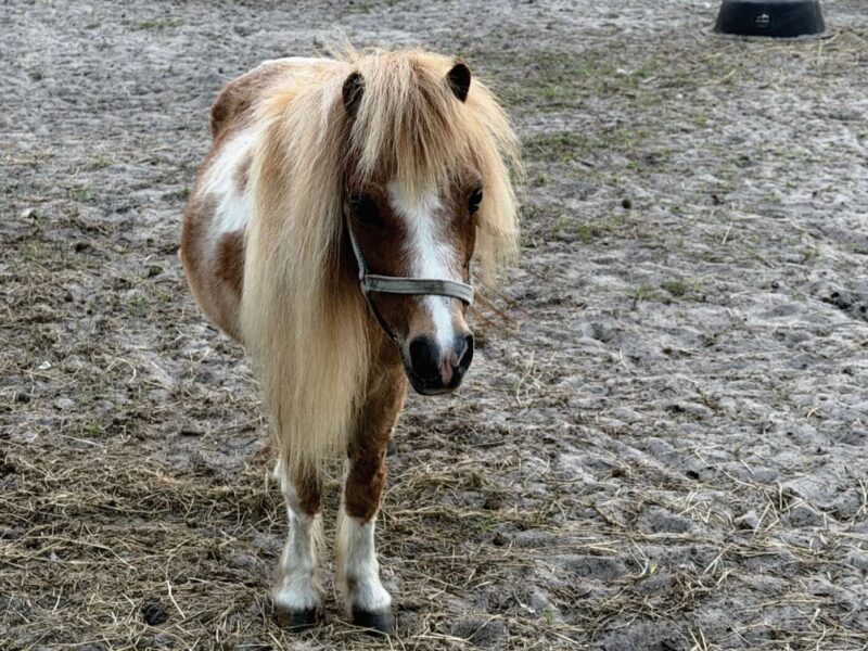 Poppins the mini horse