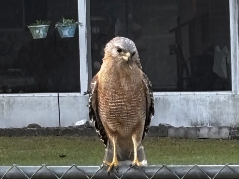 Red-shouldered hawk keeps watch over Ocala neighborhood