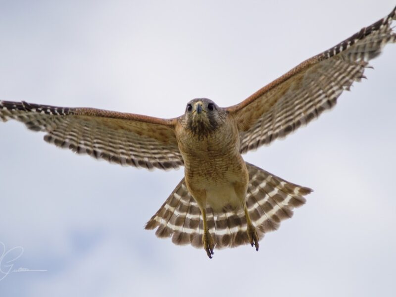 Red-shouldered hawk takes flight in Belleview