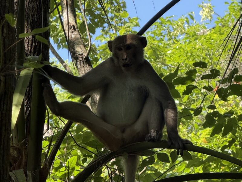 Silver Springs monkey strikes a pose in the treetops