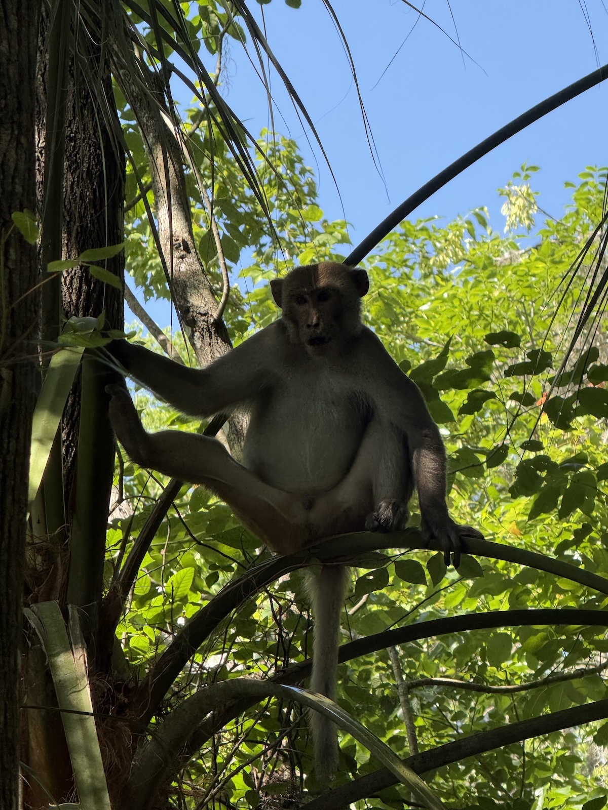 Silver Springs monkey strikes a pose in the treetops Silver Springs monkey strikes a pose in the treetops
