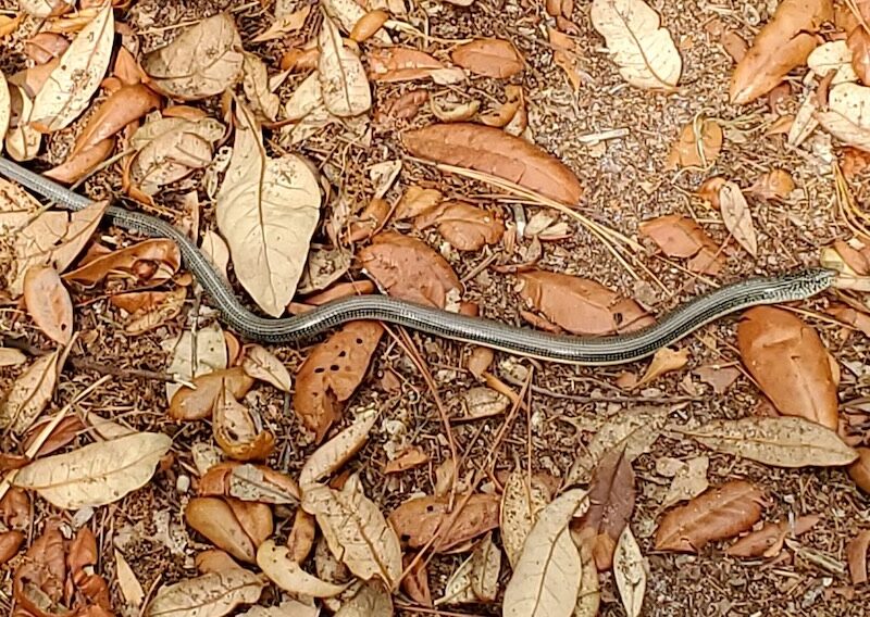 Slender glass lizard spotted slithering through Micanopy yard