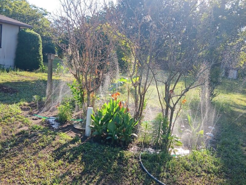 Sprinklers catch the morning light in a Marion County backyard