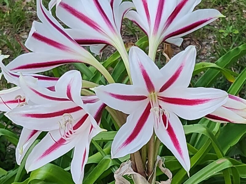 Starburst amaryllis brightens Ocala yard