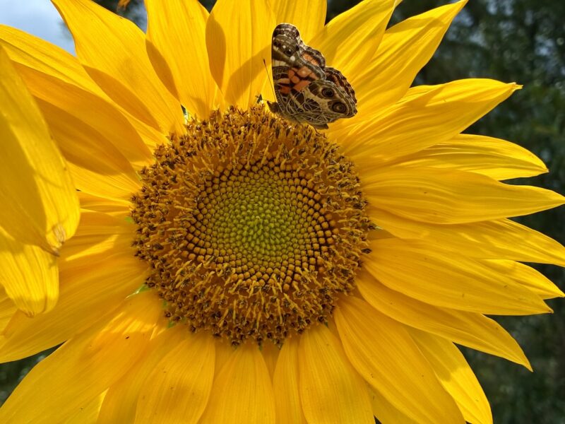 Sunflower beauty draws butterfly visitor in Marion Oaks