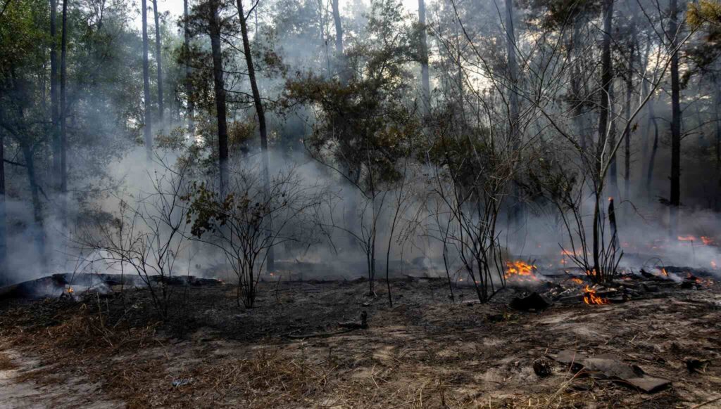 The wildfire in Silver Springs