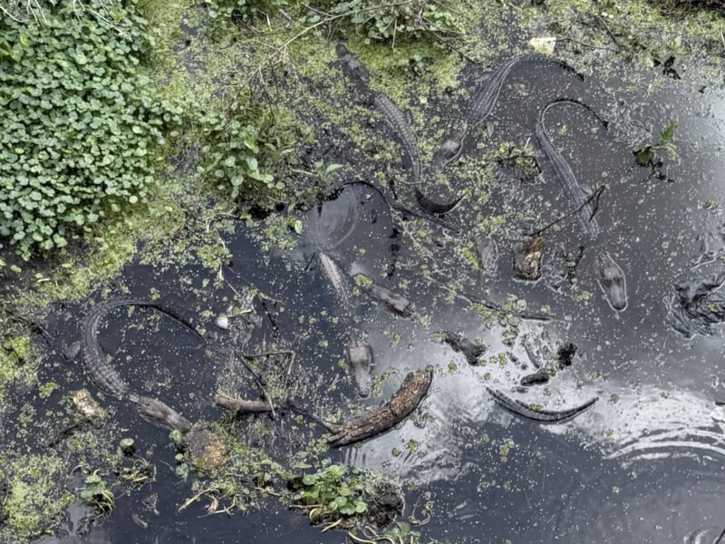 Young photographer captures gathering of baby gators at Paynes Prairie Preserve State Park