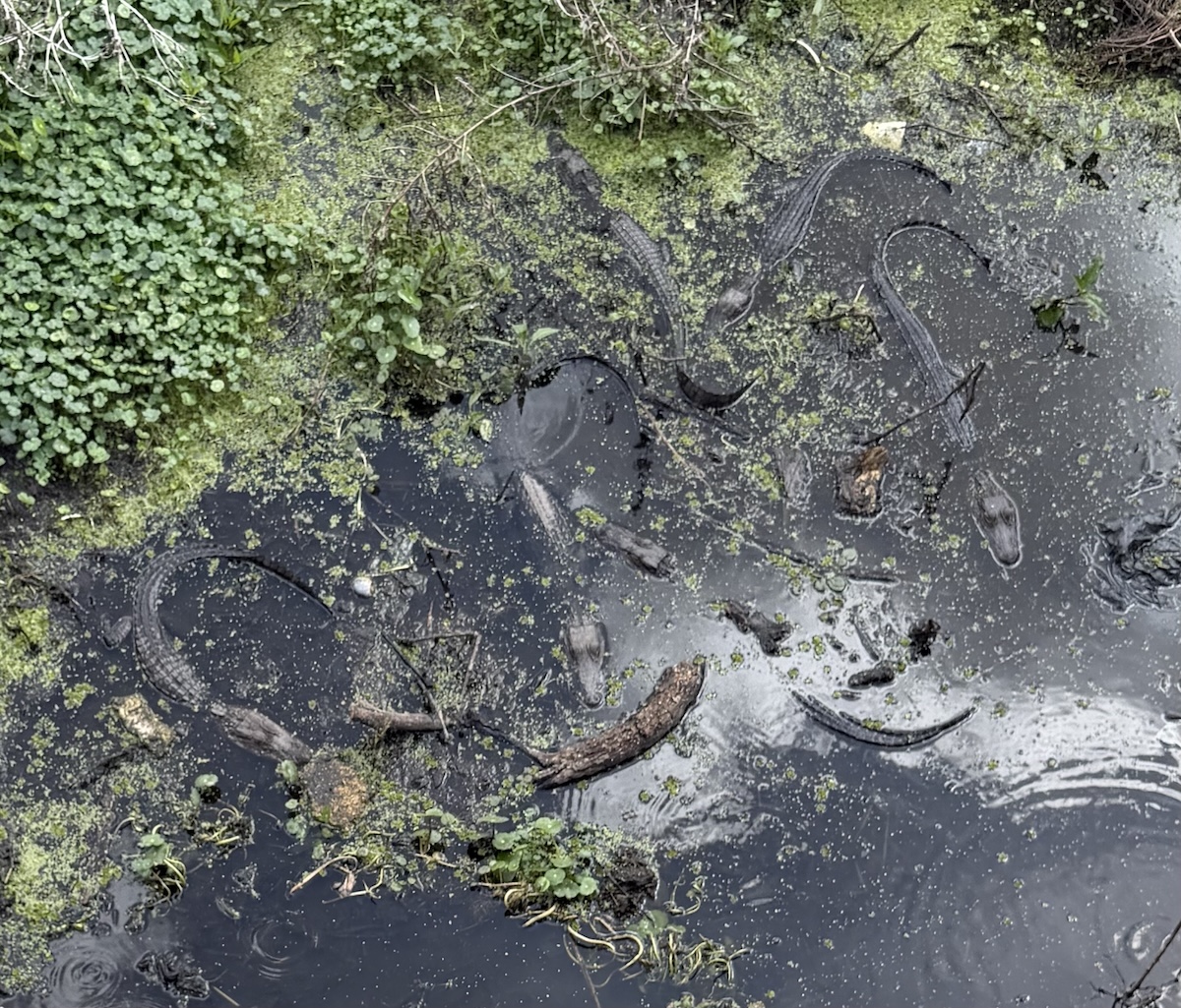 Young photographer captures gathering of baby gators at Paynes Prairie Preserve State Park Young photographer captures gathering of baby gators at Paynes Prairie Preserve State Park